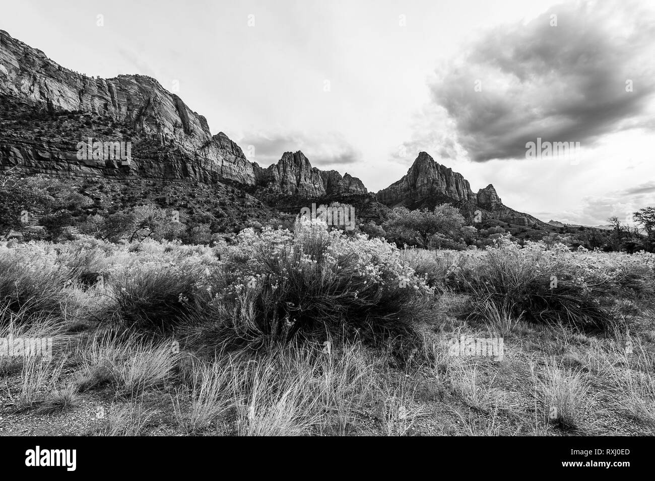 Zion Nationalpark, Utah Stockfoto