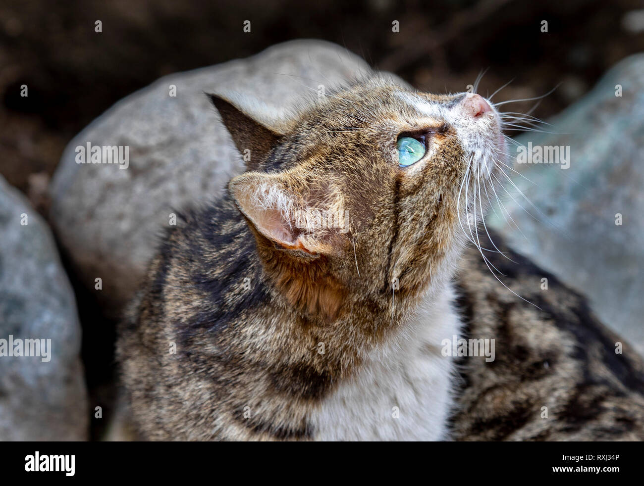 Katzen Stockfoto