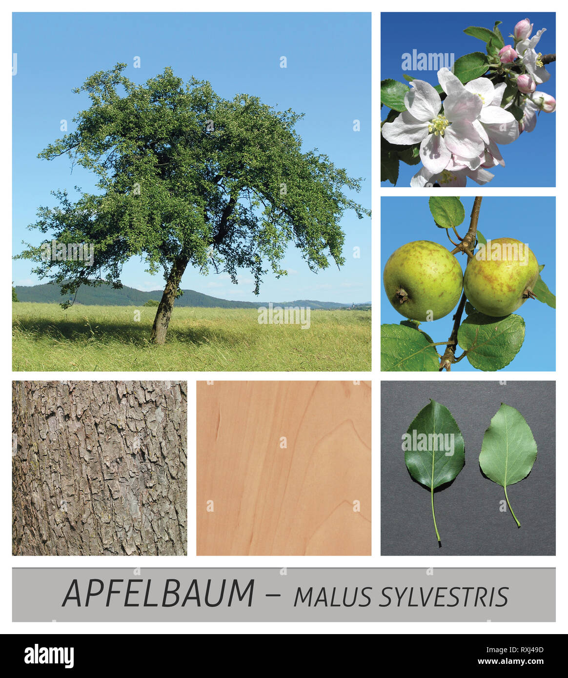 Apple, das Apple Tree, Malus, Abies, wilde Apple, wild, wild, Apfelblüte, Stockfoto