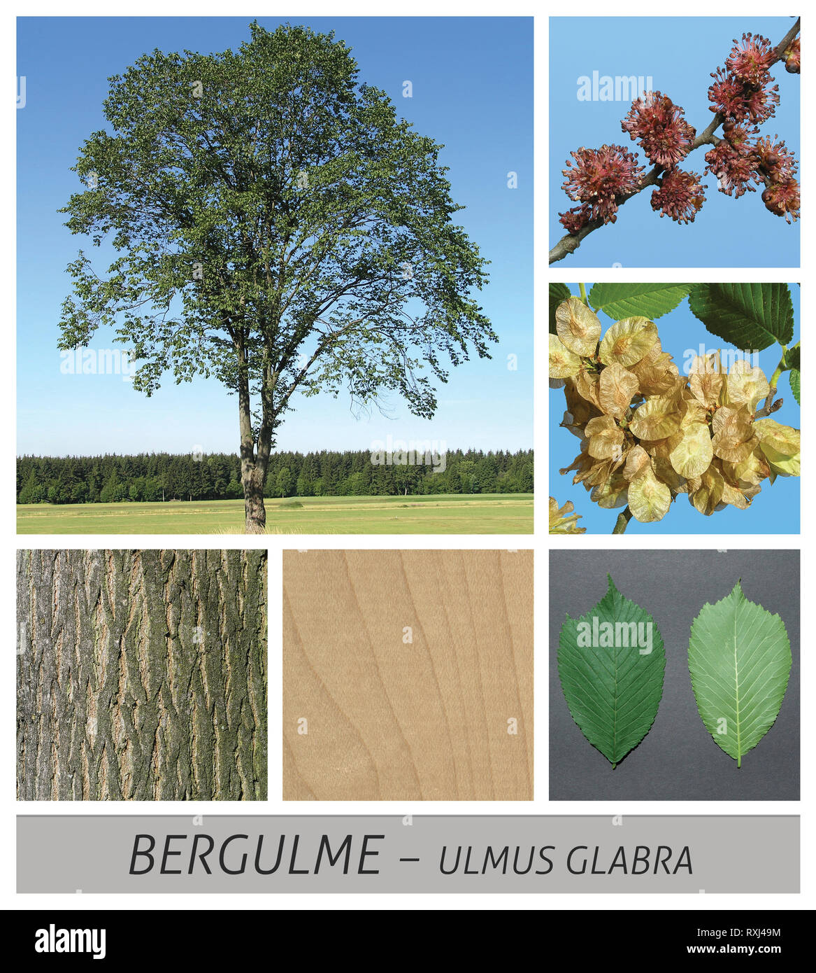 Berg Elm, Ulme, Ulmus glabra, Blumen, Früchte, Grün, Reif, sky Stockfoto