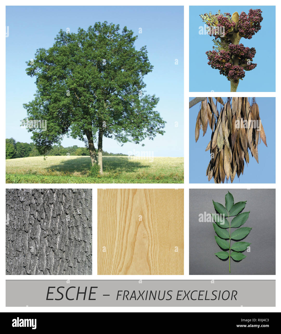 Gemeinsame ash, Esche, Fraxinus excelsior, Früchte, Rinde, Holz, Baum, laubbaum Stockfoto