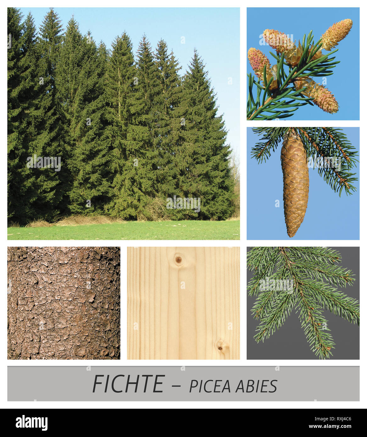 Gew hnliche Fichte Picea Abies Fotos Und Bildmaterial In Hoher 