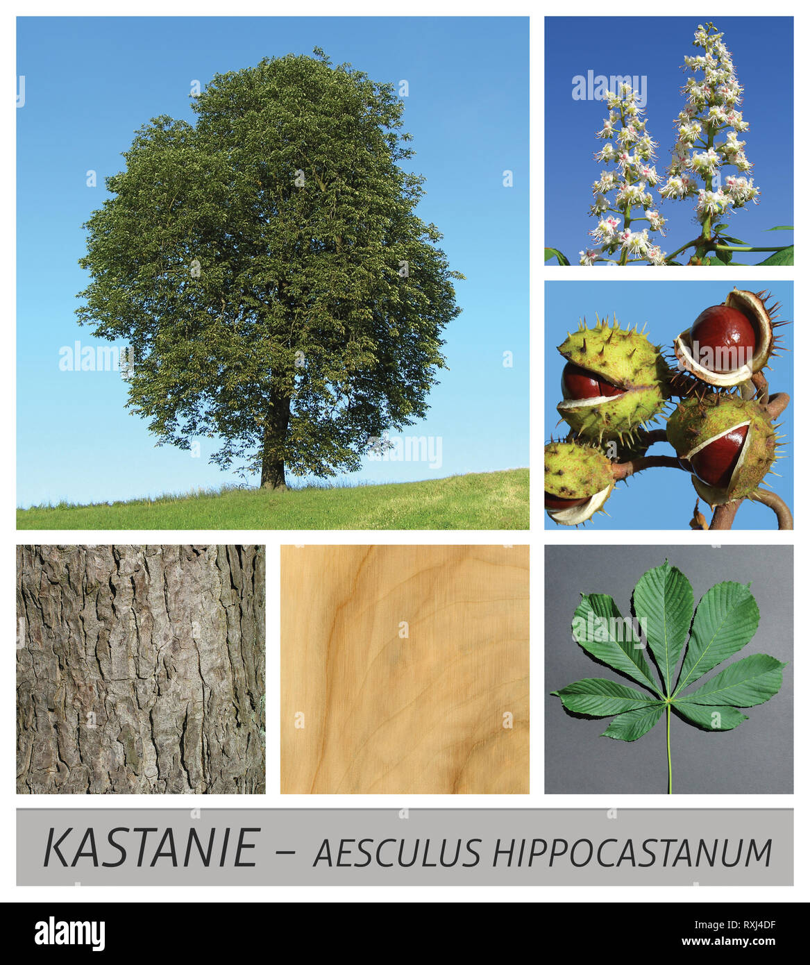 Kastanie, gemeinsame, Rosskastanie, Aesculus hippocastanum, Baum, Stockfoto