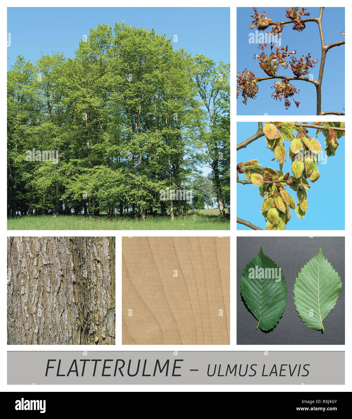 Ulme, Ulmus glabra, Blumen, Früchte, Grün, Reif, Sky, Holz, collage Stockfoto