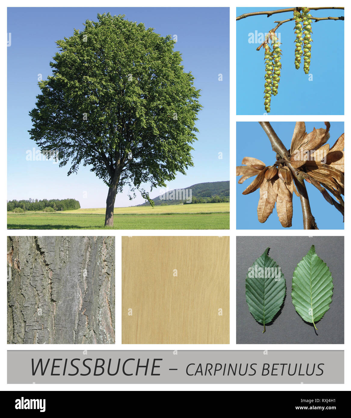 Buche, Buche, Hainbuche, Buche, carpinus betulus, Samen, Stockfoto