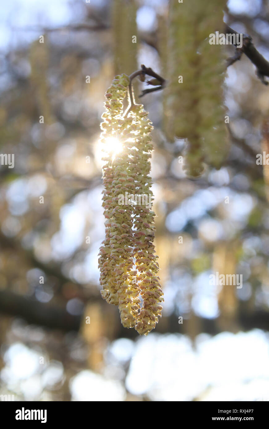 Die erste goldene, männliche Kätzchen der Feder auf Hasel (Corylus Avellana) Bäume, in Kent, England, Großbritannien Stockfoto