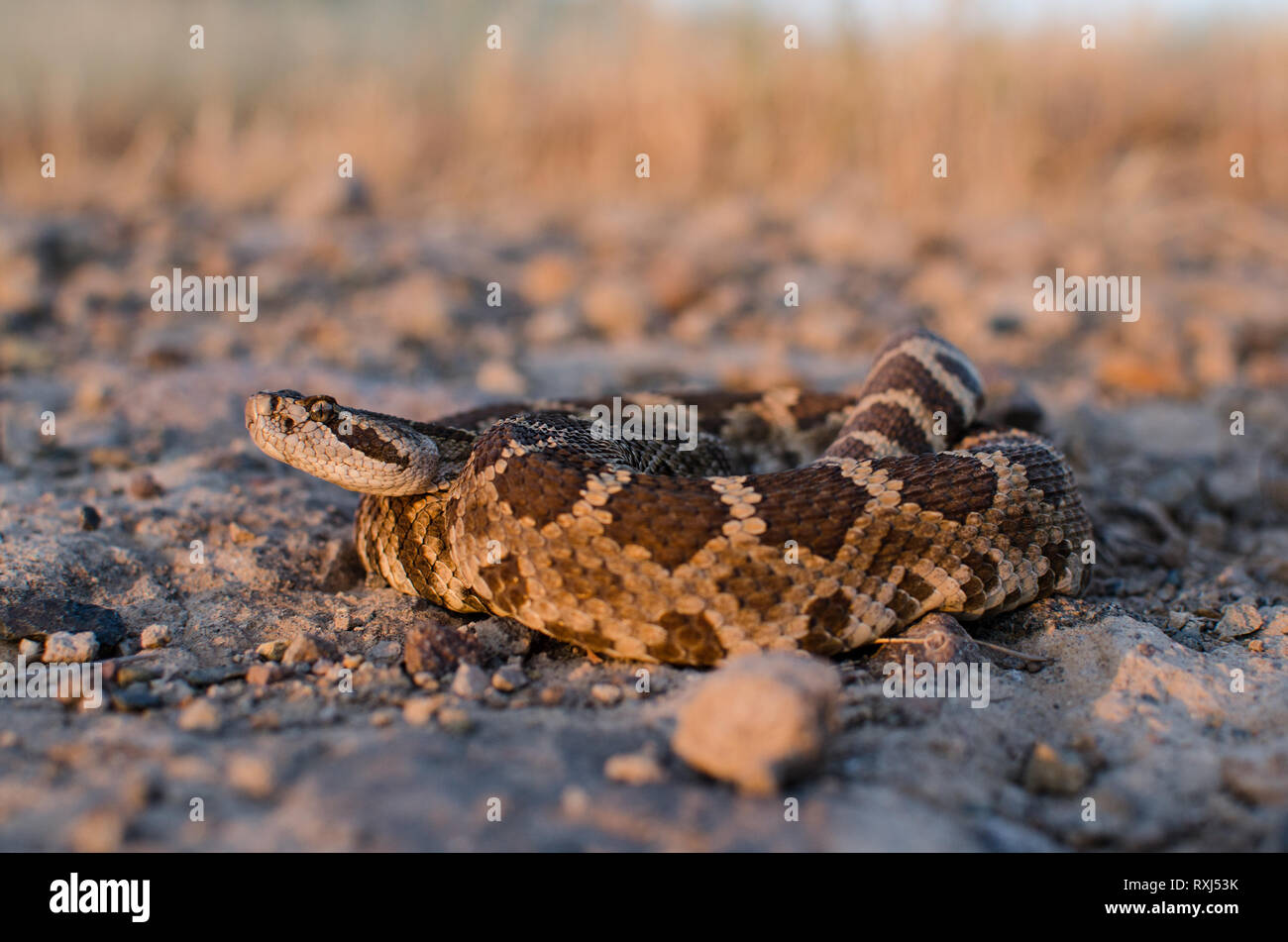 Ein Northern Pacific rattlesnake stellt vorsichtig an einem Sommerabend, Überwachung der Fotograf neben ihr. Stockfoto