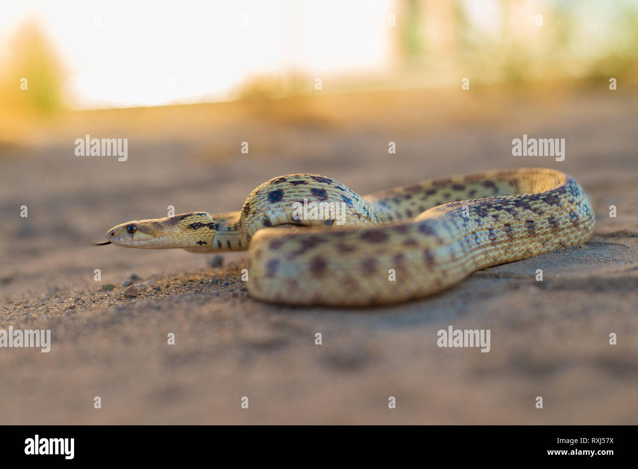 Nach Pacific Gopher Snake fotografiert an einem warmen Sommerabend, nachdem es gefunden wurde, von einem Graben zu einem anderen. Stockfoto
