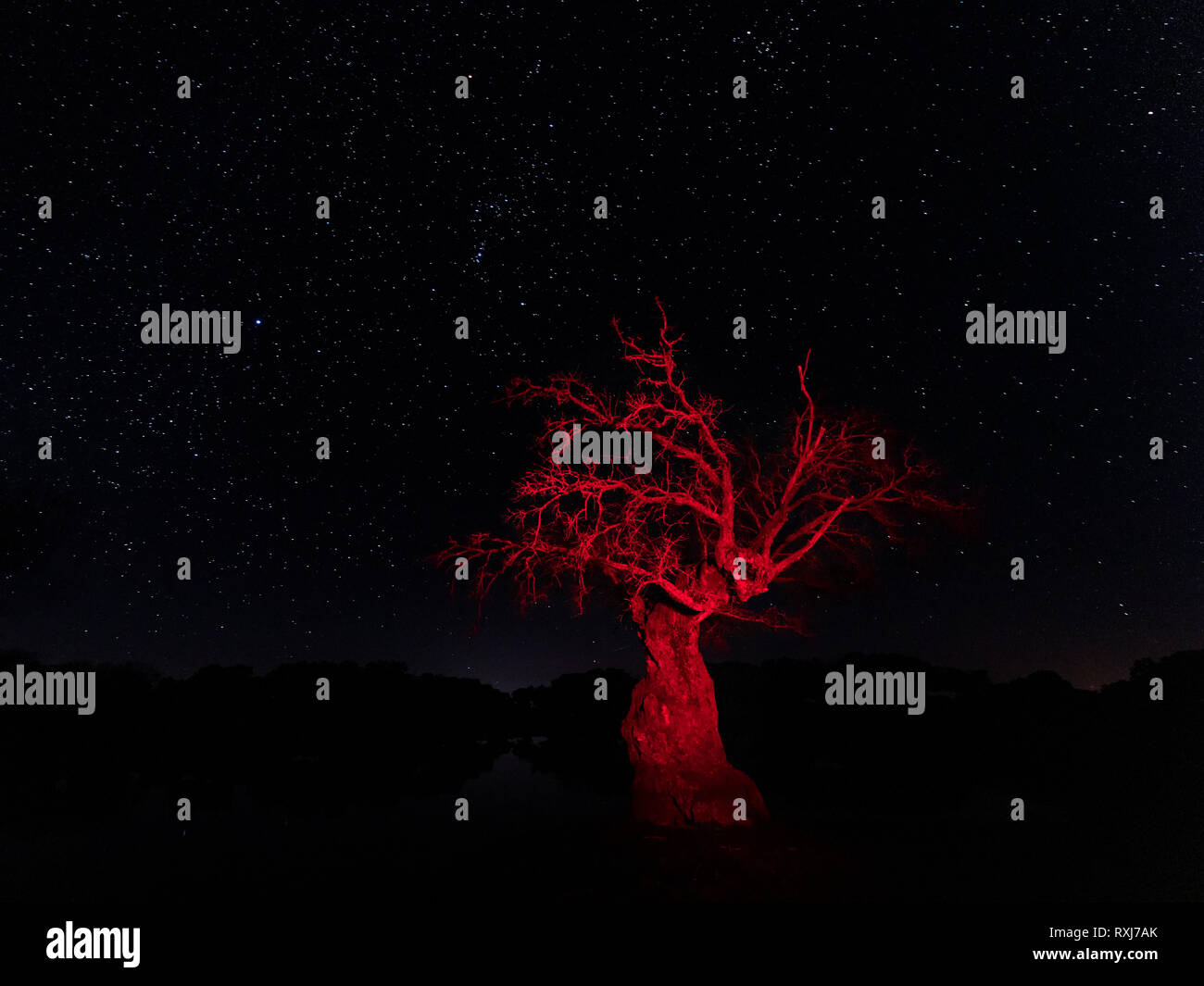 Nacht Landschaft mit trockenen Baum leuchtet rot. Arroyo de la Luz Extremadura. Spanien. Stockfoto