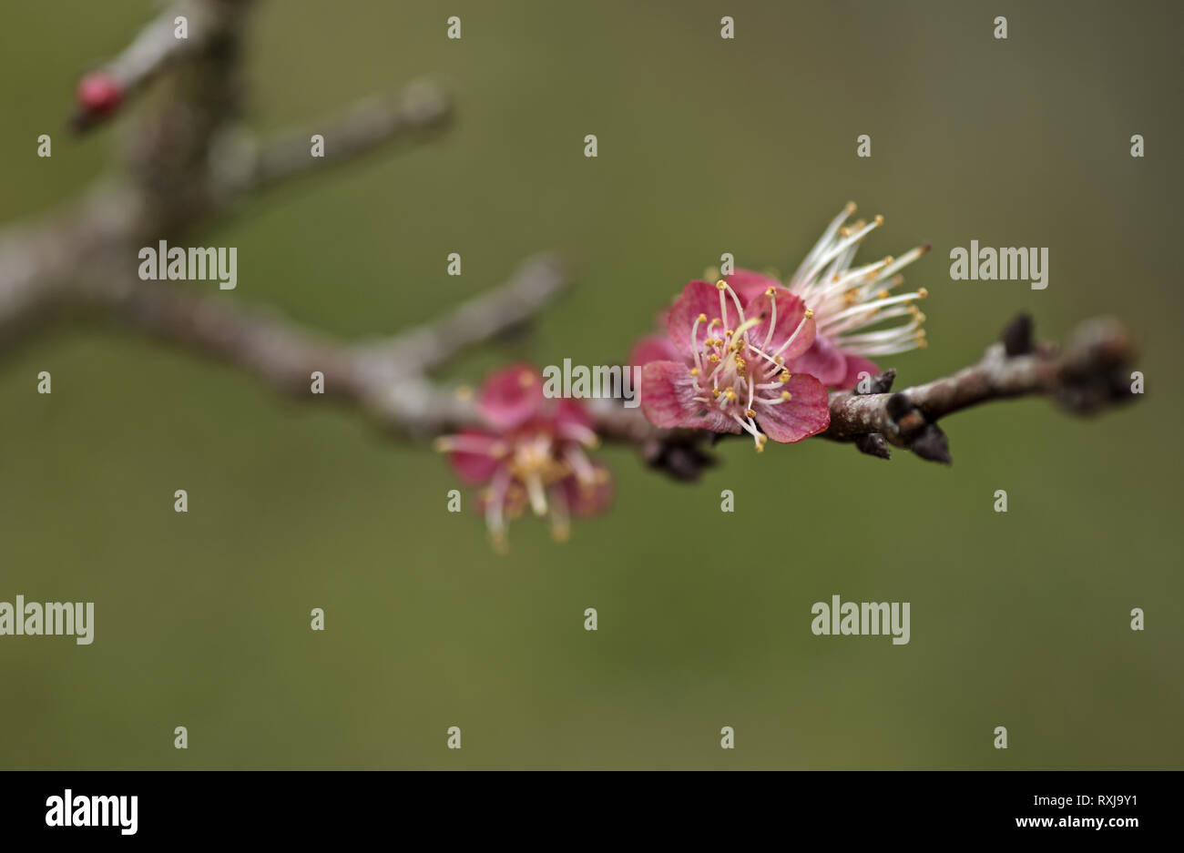 Blenheim Aprikose Blume Nahaufnahme Stockfoto