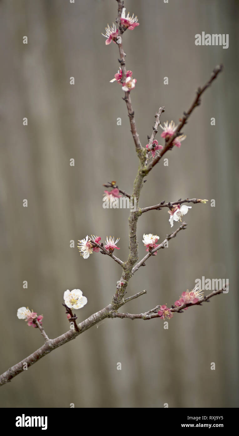 Blenheim aprikosenbaum Zweig mit winzigen Blüten im Frühjahr Stockfoto