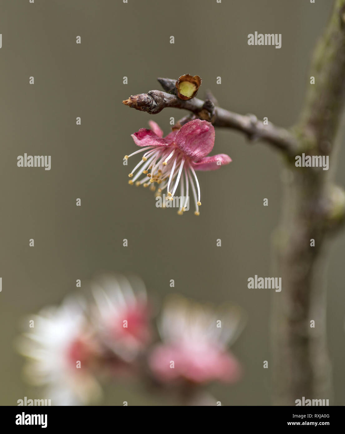 Blenheim Aprikose Blume Nahaufnahme Seitenansicht Stockfoto