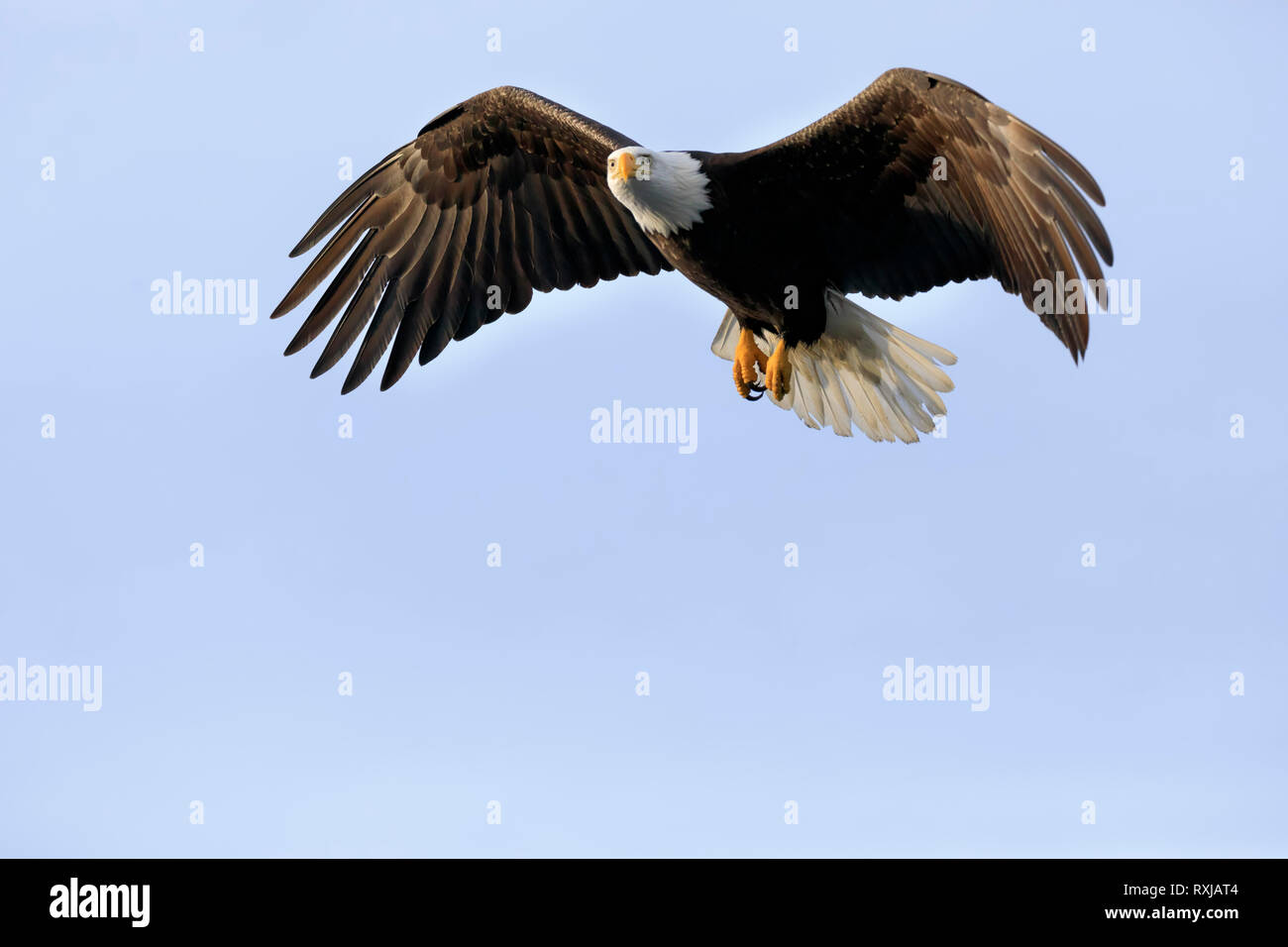 Der Weißkopfseeadler, Haliaeetus leucocephalus, im Flug Stockfoto