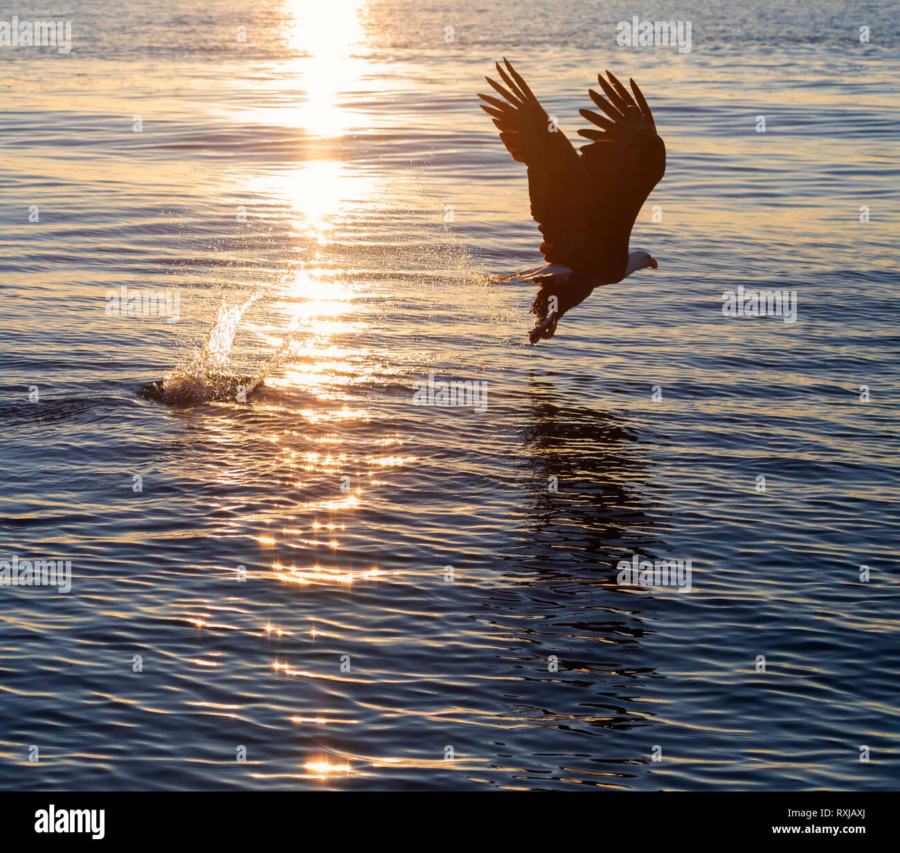 Der Weißkopfseeadler, Haliaeetus leucocephalus, bei Sonnenuntergang Stockfoto