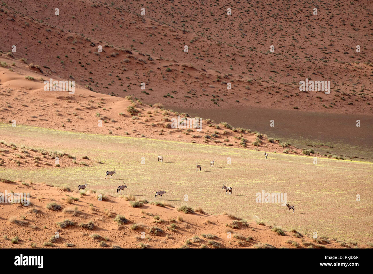 Oryx in den Sanddünen von Sossusvlei, Namibia. Stockfoto