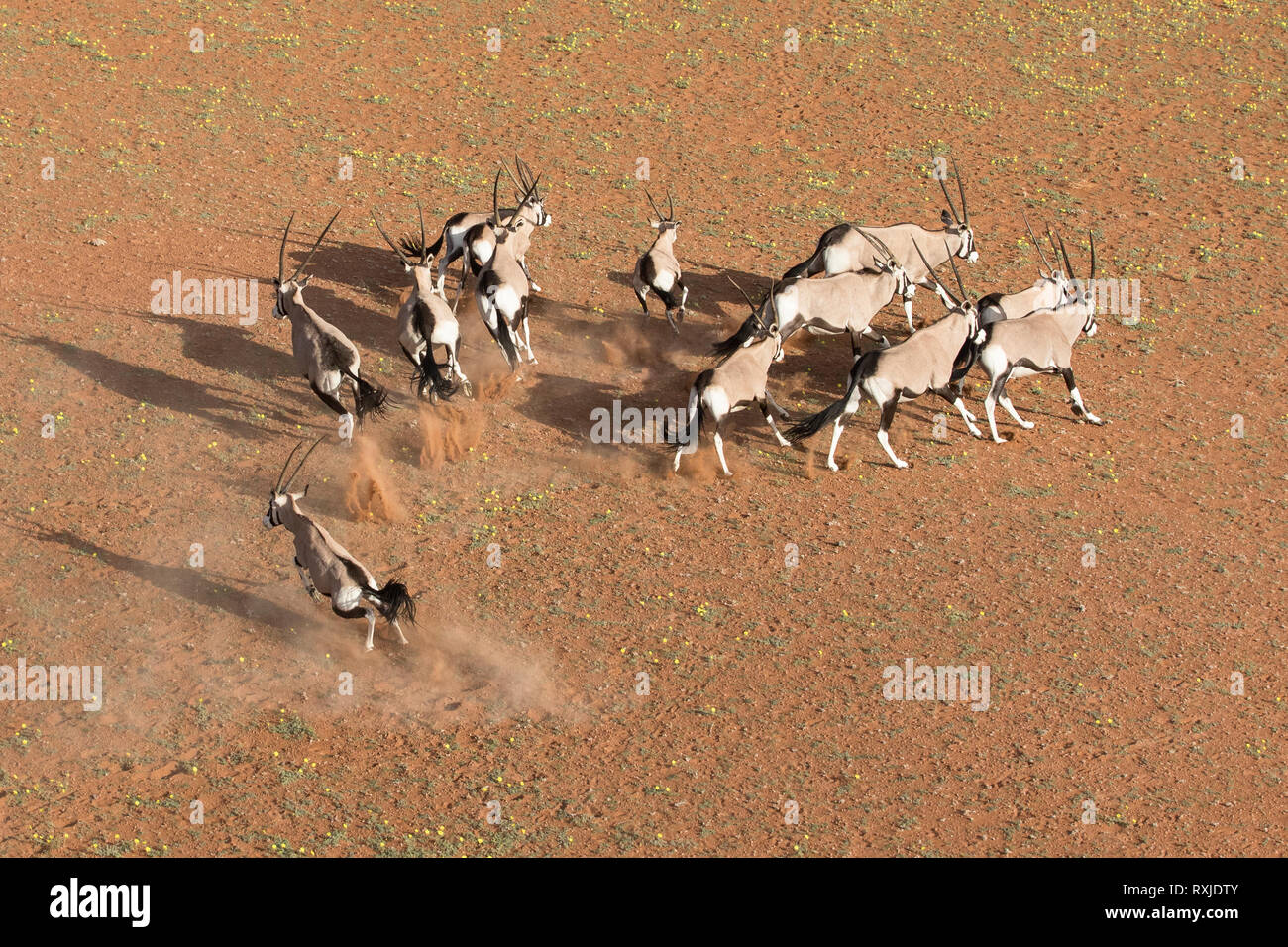 Oryx in den Sanddünen von Sossusvlei, Namibia. Stockfoto