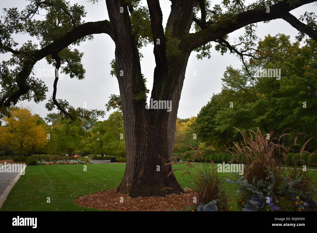 Baum in Aurora, Illinois Stockfoto