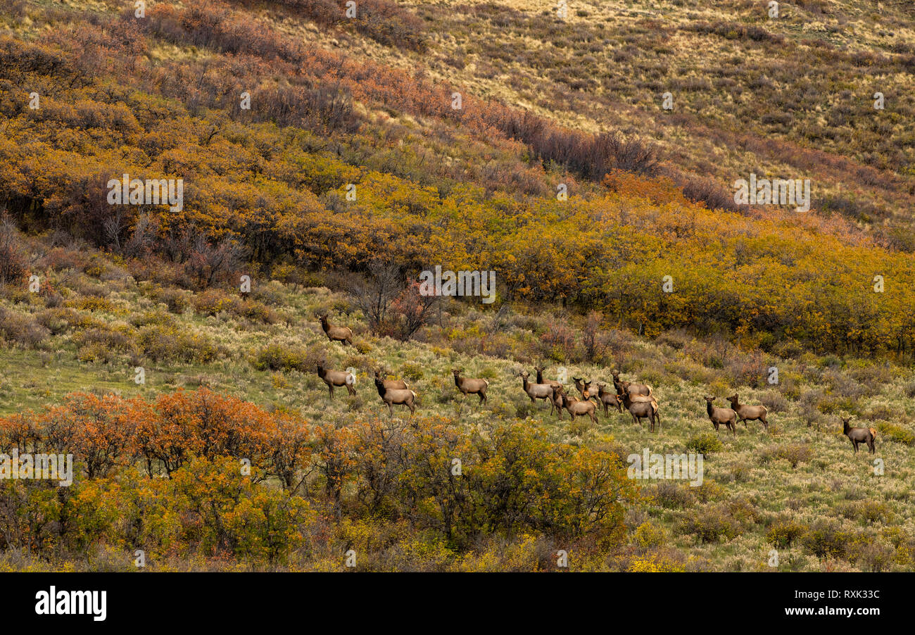 Wapiti (Cervus canadensis), letzten Dollar Road, Ridgway, Colorado, USA Stockfoto