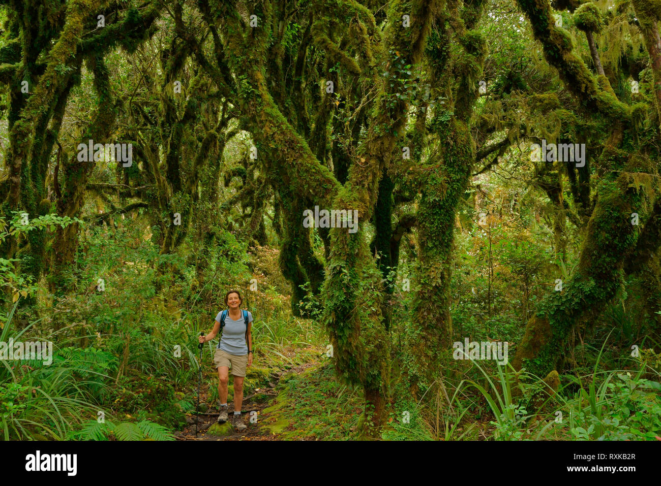 Regenwald an den Hängen des Mount Taranaki, aka Mount Egmont, Neuseeland, Kobold, Wald, aktiven Vulkan, Egmont National Park, North Island, Neuseeland Stockfoto