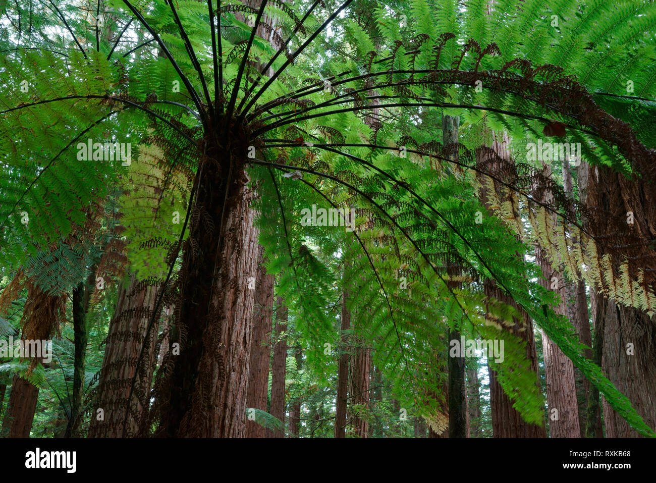 Silver Fern und Redwoods 1 Cyathea dealbata; Sequoia sempervirens Test Site, um zu sehen, welche ausländischen Woods wuchs am besten. Die Redwoods und Whakarewarewa Forest Rotarua, North Island, Neuseeland Stockfoto