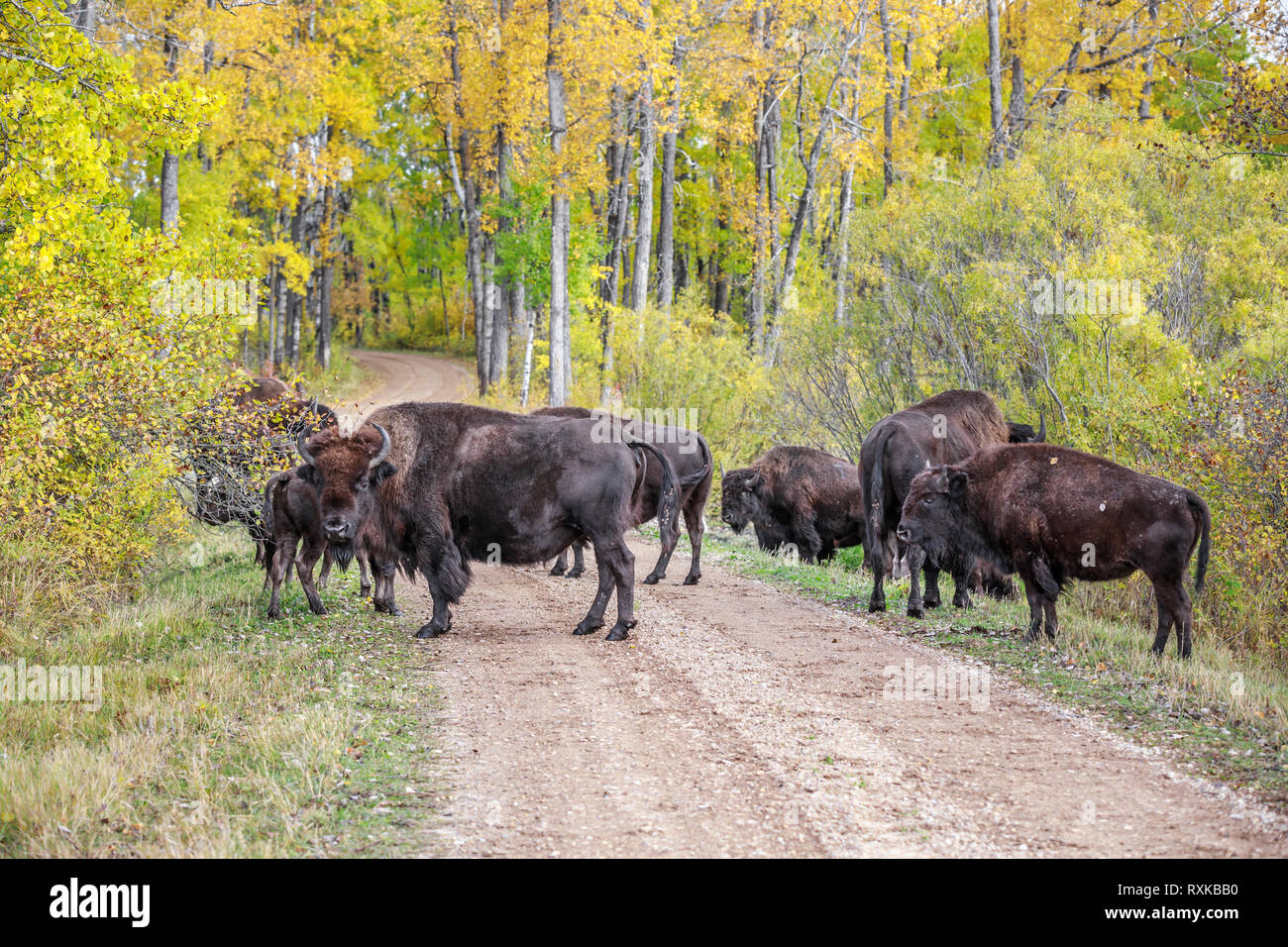 Herde der Plains Bisons, stehend auf Straße im Herbst Farben, Riding Mountain National Park, Manitoba, Kanada. Stockfoto