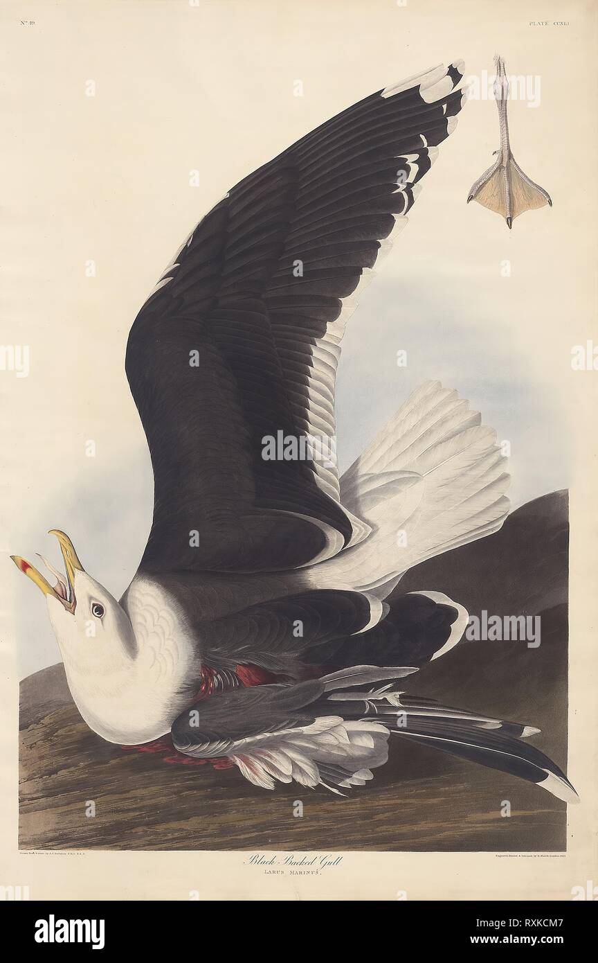 Schwarz Backed Gull. Robert Havell (Englisch, 1793-1878); nach John James Audubon (American, 1785-1851). Datum: 1825-1839. Abmessungen: 966 x 648 mm (Platte); 979 x 657 mm (Blatt). Handcolorierte Kupferstich und Radierung mit Aquatinta auf Creme webte Papier. Herkunft: Großbritannien. Museum: Das Chicago Art Institute. Stockfoto