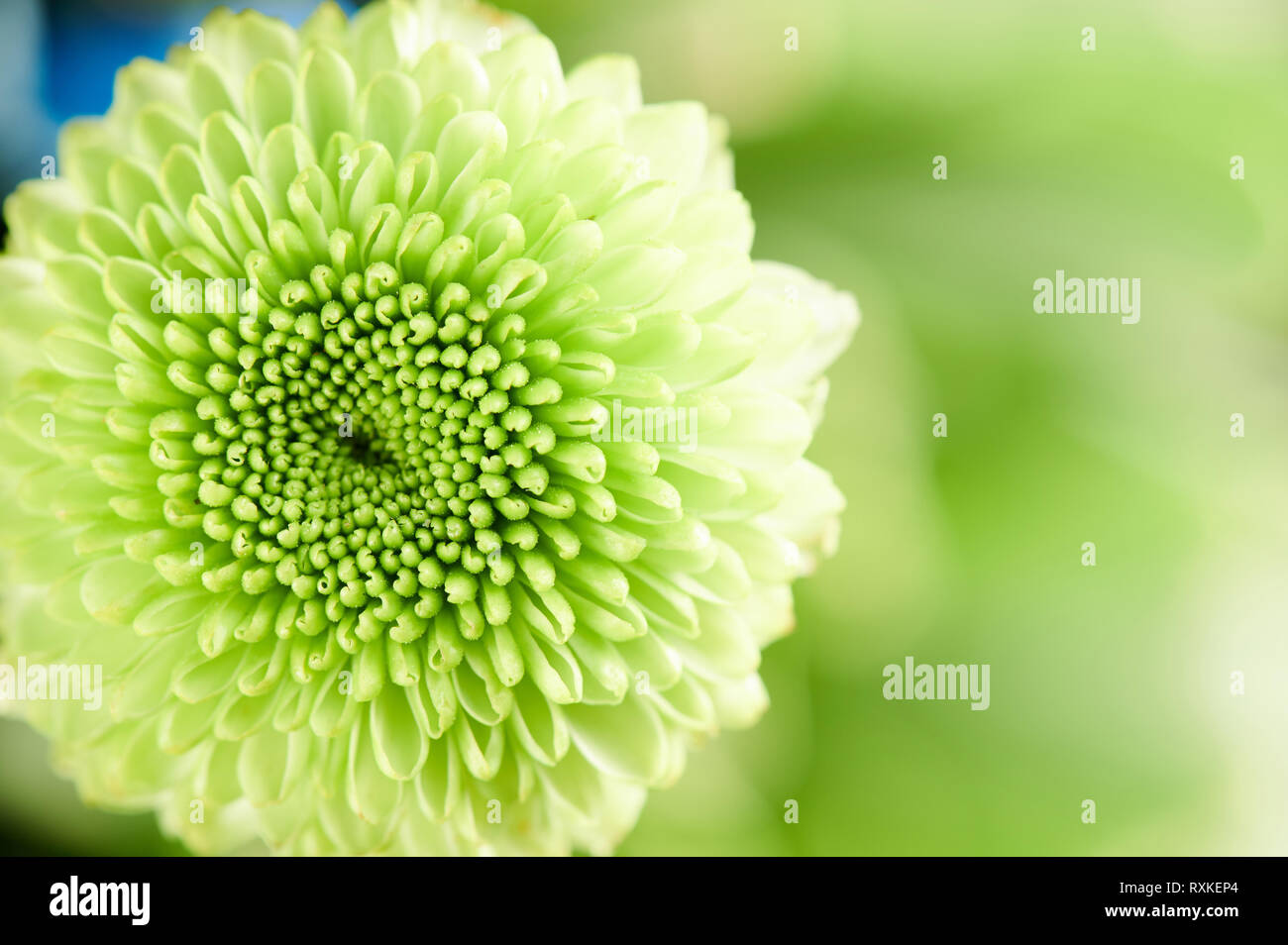 Weiche grüne Blume Hintergrund. Makro der runde grüne Pflanze Stockfoto