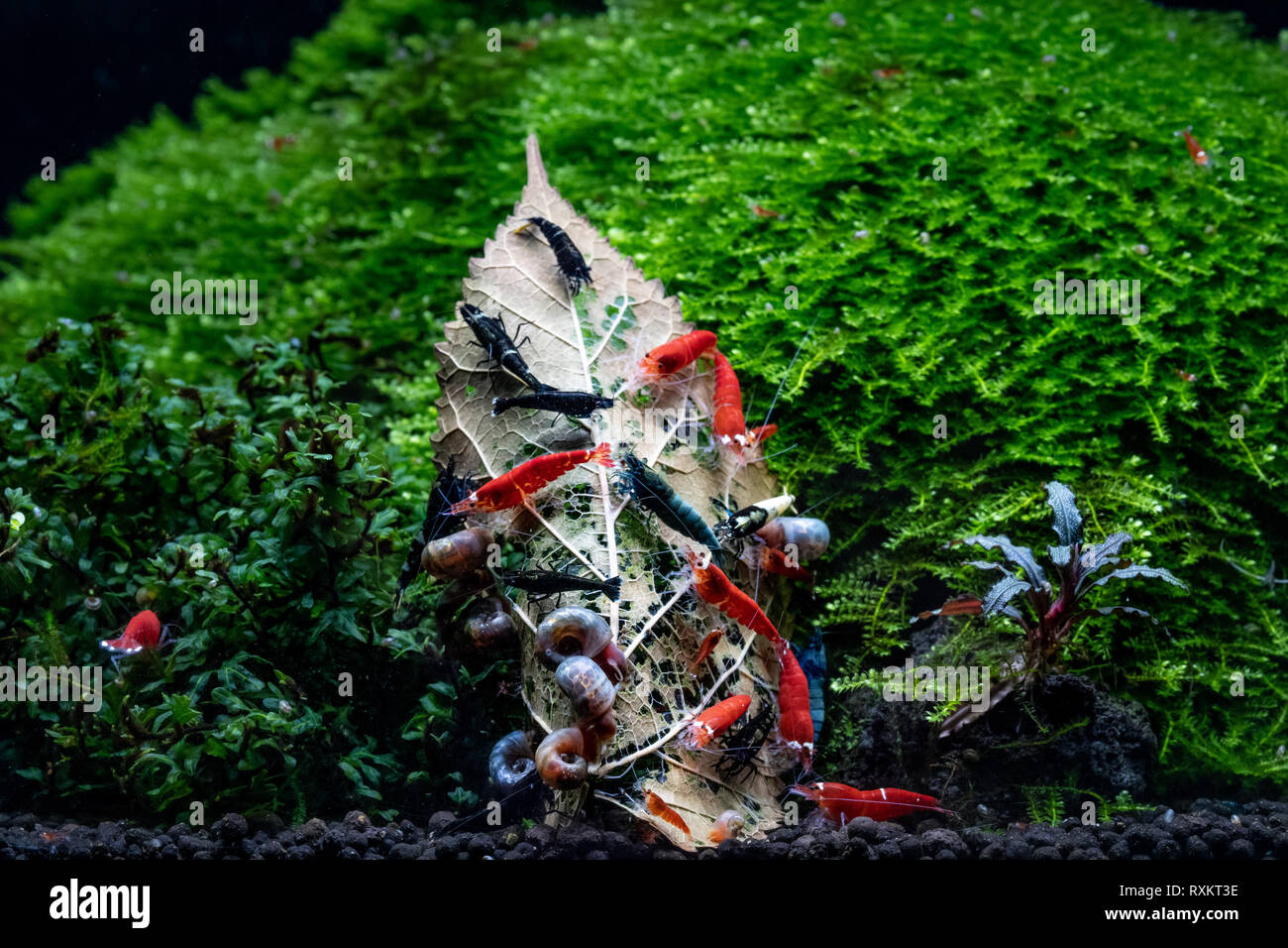 Caridina Garnele im Aquarium Stockfoto