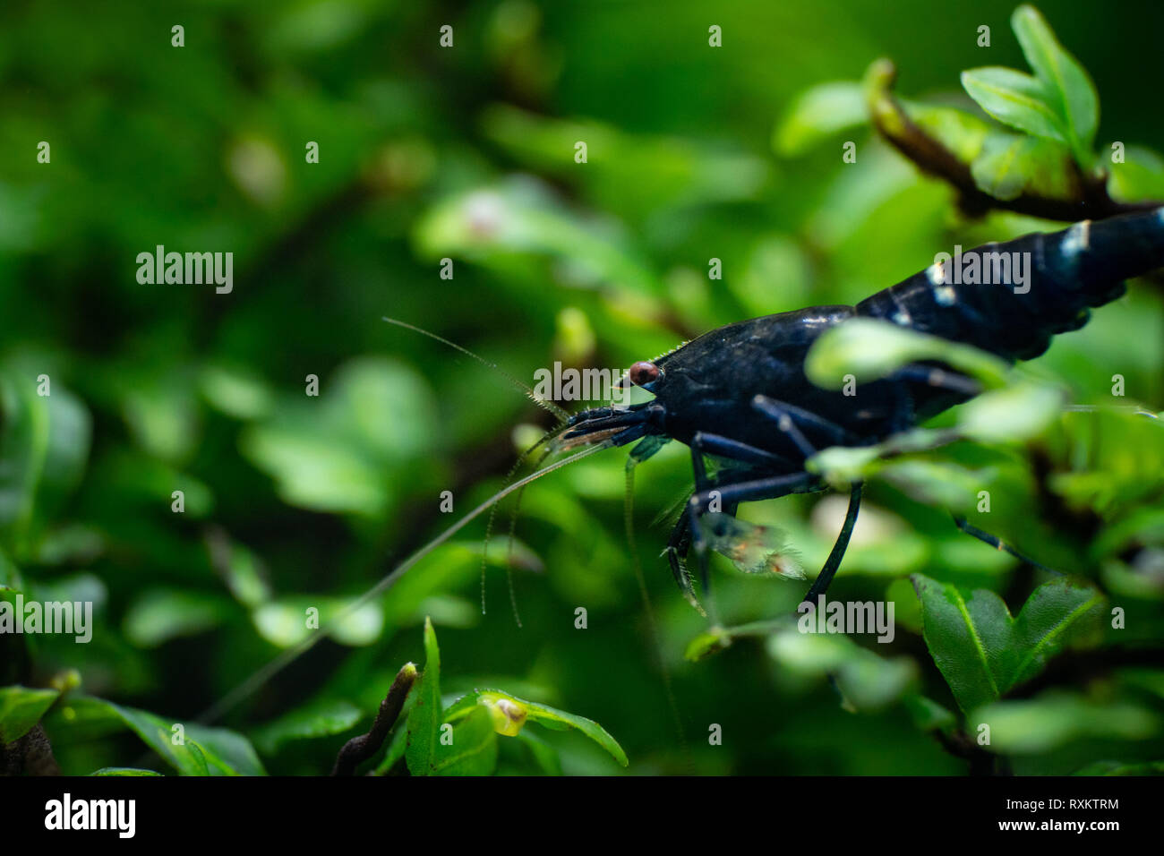 Garnelen Fur Haustiere Stockfotos Garnelen Fur Haustiere Bilder