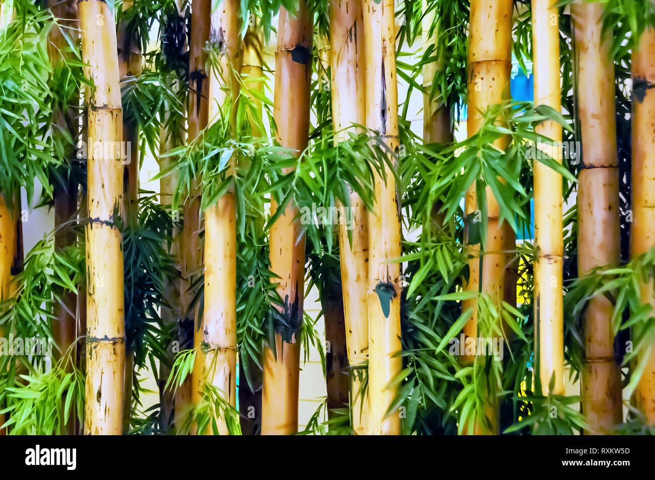 Eine Nahaufnahme Schuß von Bambus Pflanzen/Bambus Halme mit üppigen grünen Blättern, Indoor in einem kleinen Garten gewachsen, das Erscheinungsbild des Ortes zu verbessern. Stockfoto