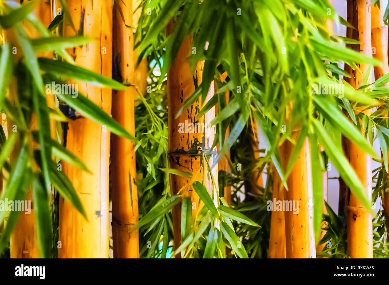 Eine Nahaufnahme Schuß von Bambus Pflanzen/Bambus Halme mit üppigen grünen Blätter in einen Indoor Bamboo Garden gewachsen die Ästhetik des Ortes zu verbessern. Stockfoto