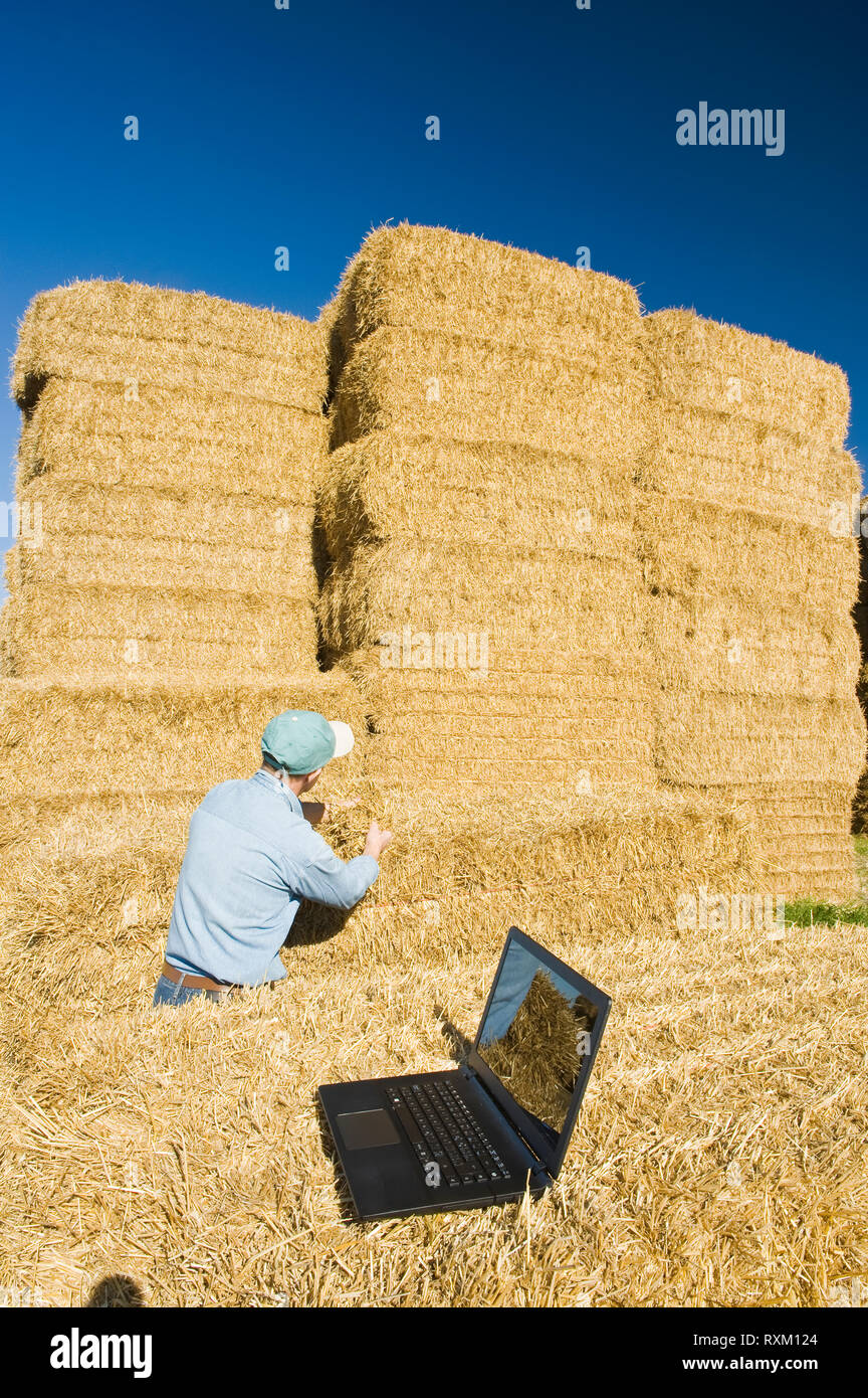 Ein Mann untersucht Weizen Strohballen, in der Nähe von Niverville, Manitoba, Kanada Stockfoto