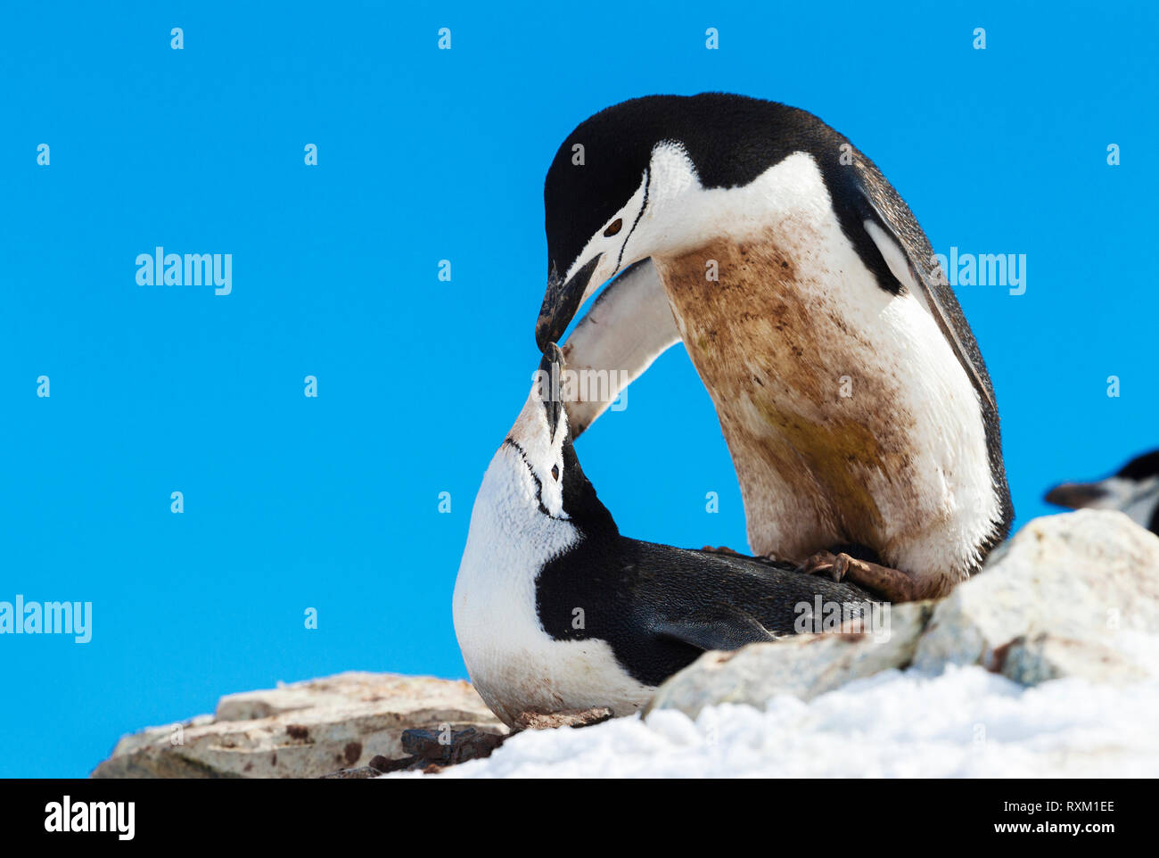 Eine passende Paar Kinnriemen Pinguine in der Antarktis. Stockfoto
