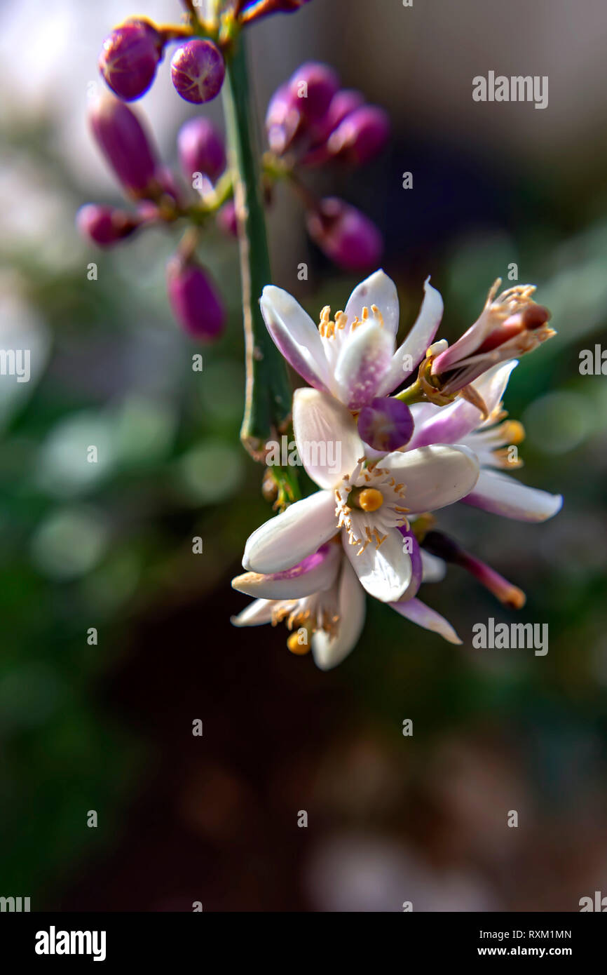 Lemon Tree Blumen close up auf unscharfen Hintergrund Stockfoto