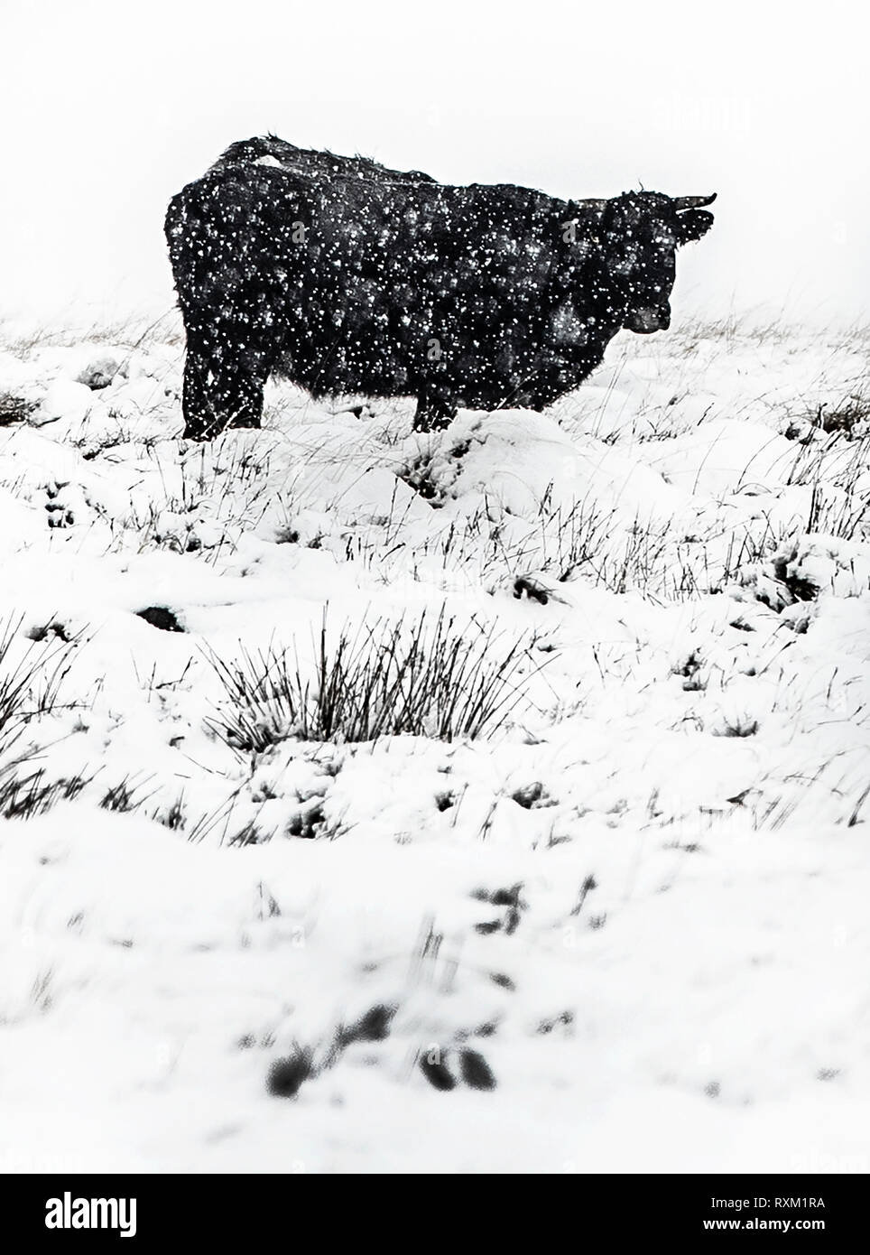 Eine Kuh im Schnee in der Nähe der Woodhead Pass im Peak District als Wetter Warnungen in Großbritannien sind. Stockfoto