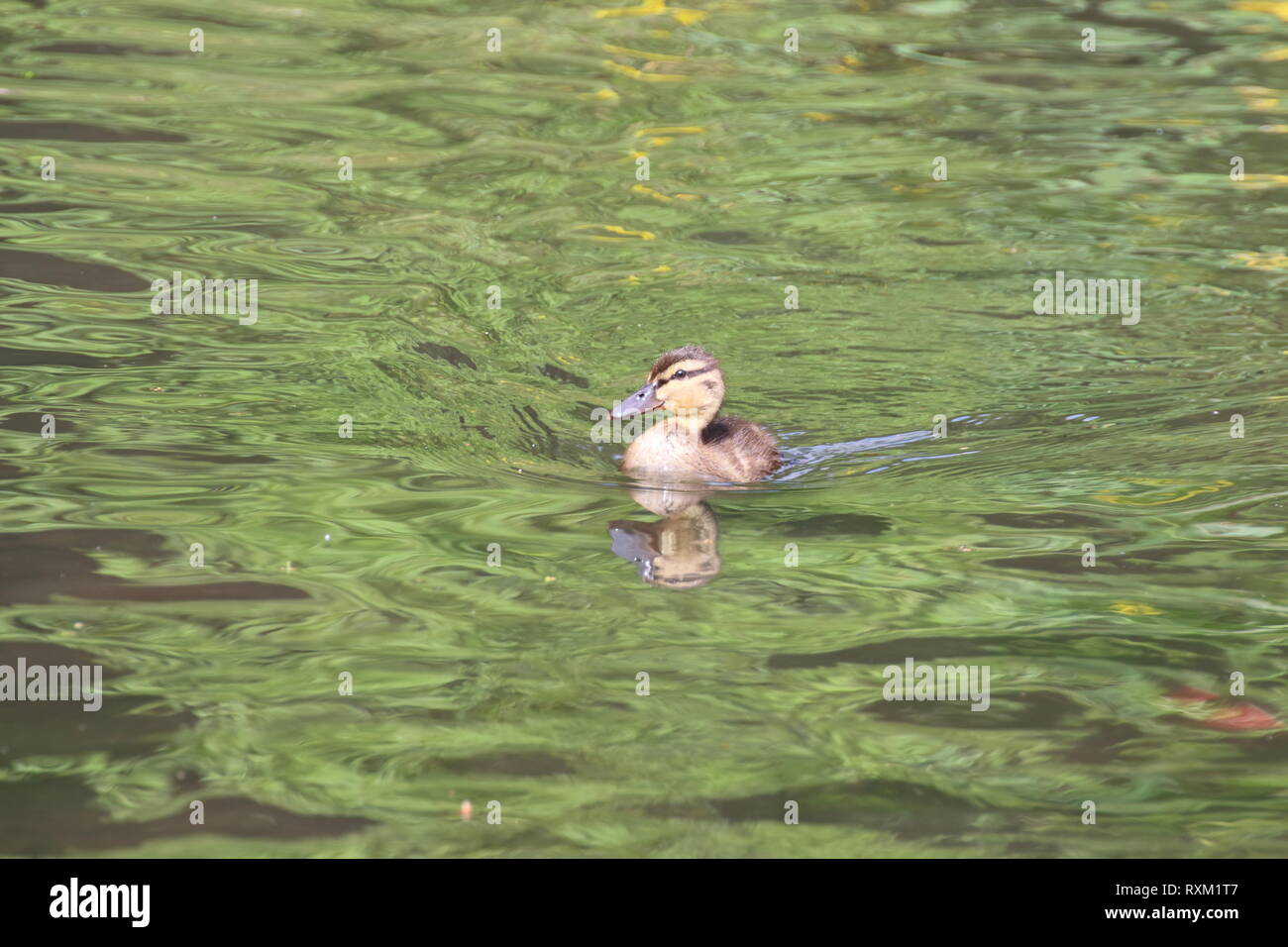 Mallard Entlein Schwimmen an einem Fluss Stockfoto