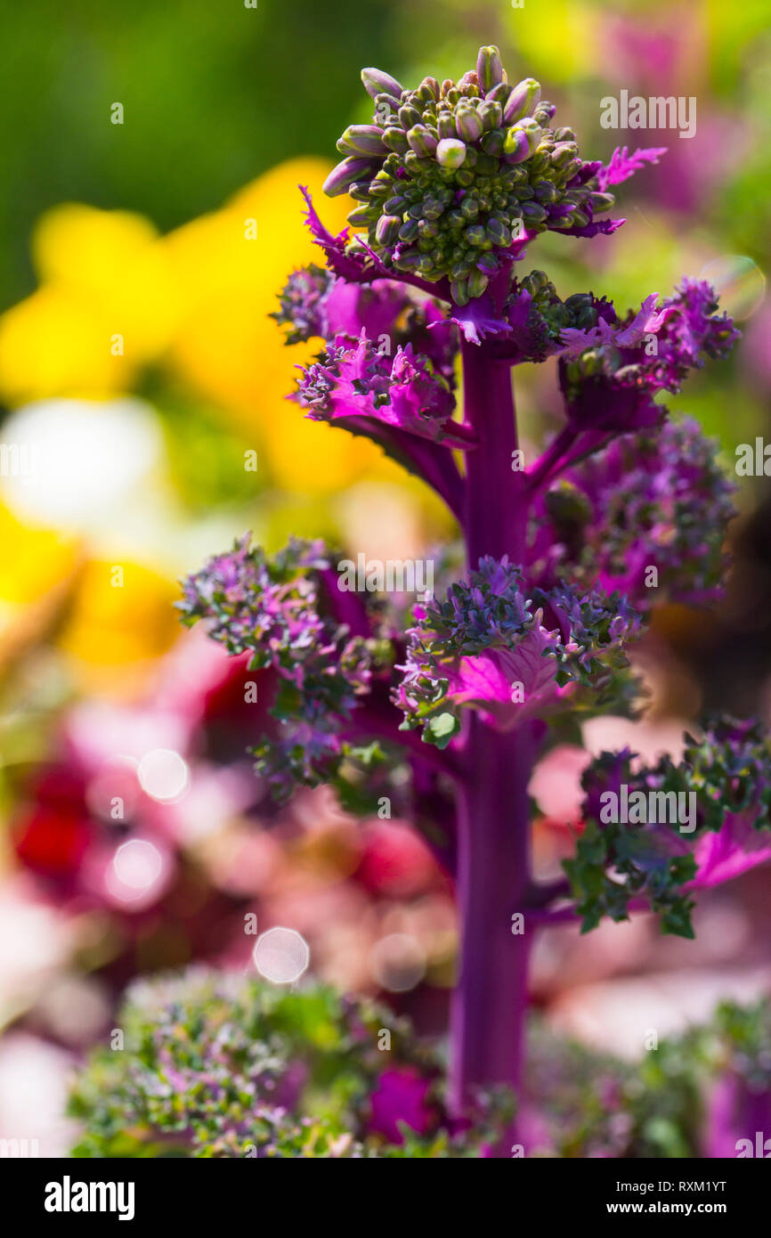 Flowe mit Stammzellen im Garten Stockfoto