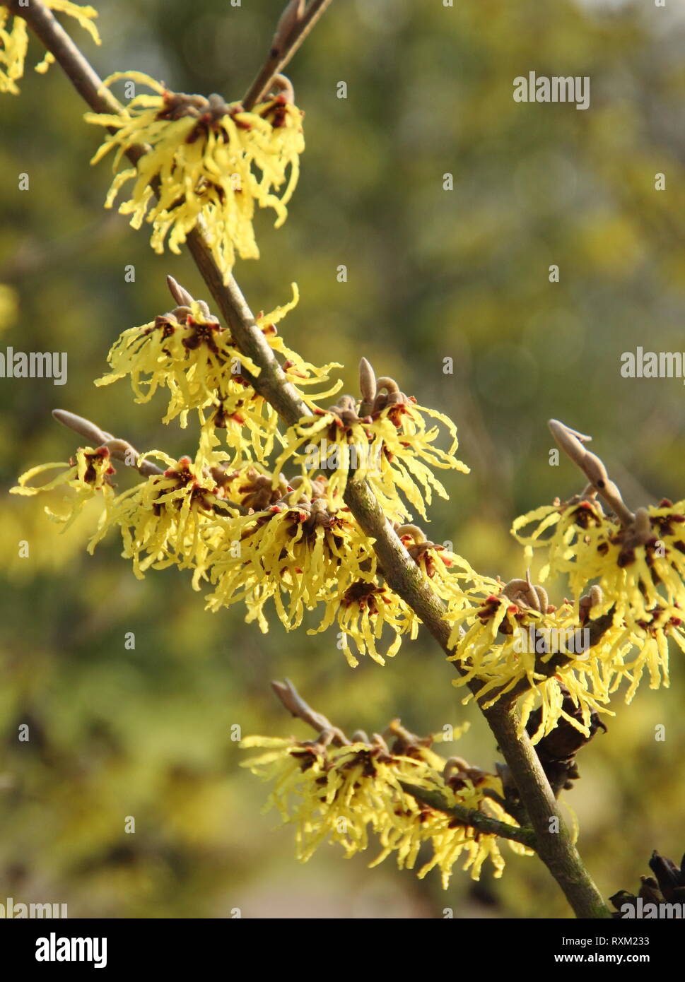 Hamamelis x intermedia 'Westerstede'. Krakeligen Blüten der Zaubernuss Westerstede' im Winter - Februar, Großbritannien Stockfoto