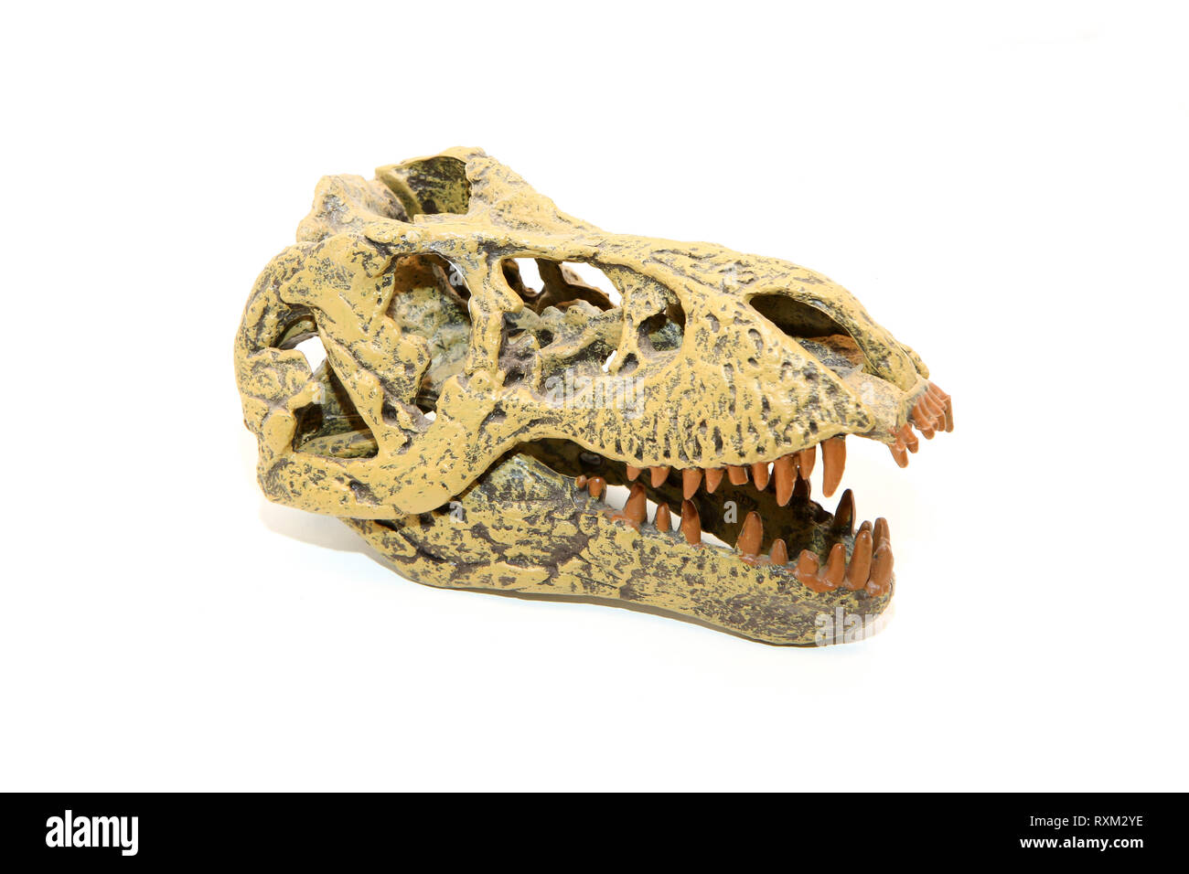 Eine gefälschte Schädel eines prähistorischen Tieres, der Tyrannosaurus Rex. Spielzeug, aber realistisch. Auf weissem Hintergrund. Stockfoto