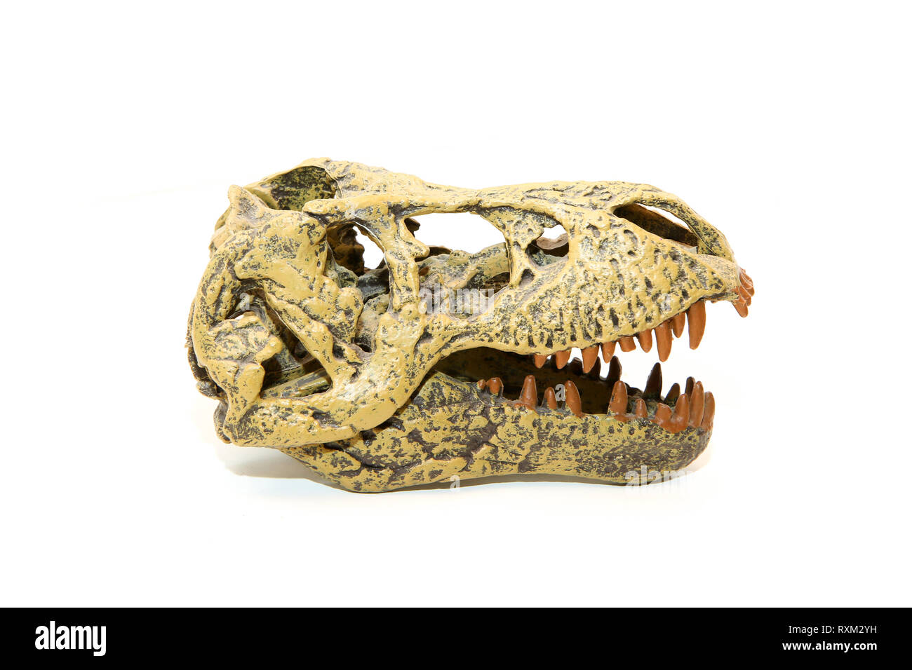 Eine gefälschte Schädel eines prähistorischen Tieres, der Tyrannosaurus Rex. Spielzeug, aber realistisch. Auf weissem Hintergrund. Stockfoto