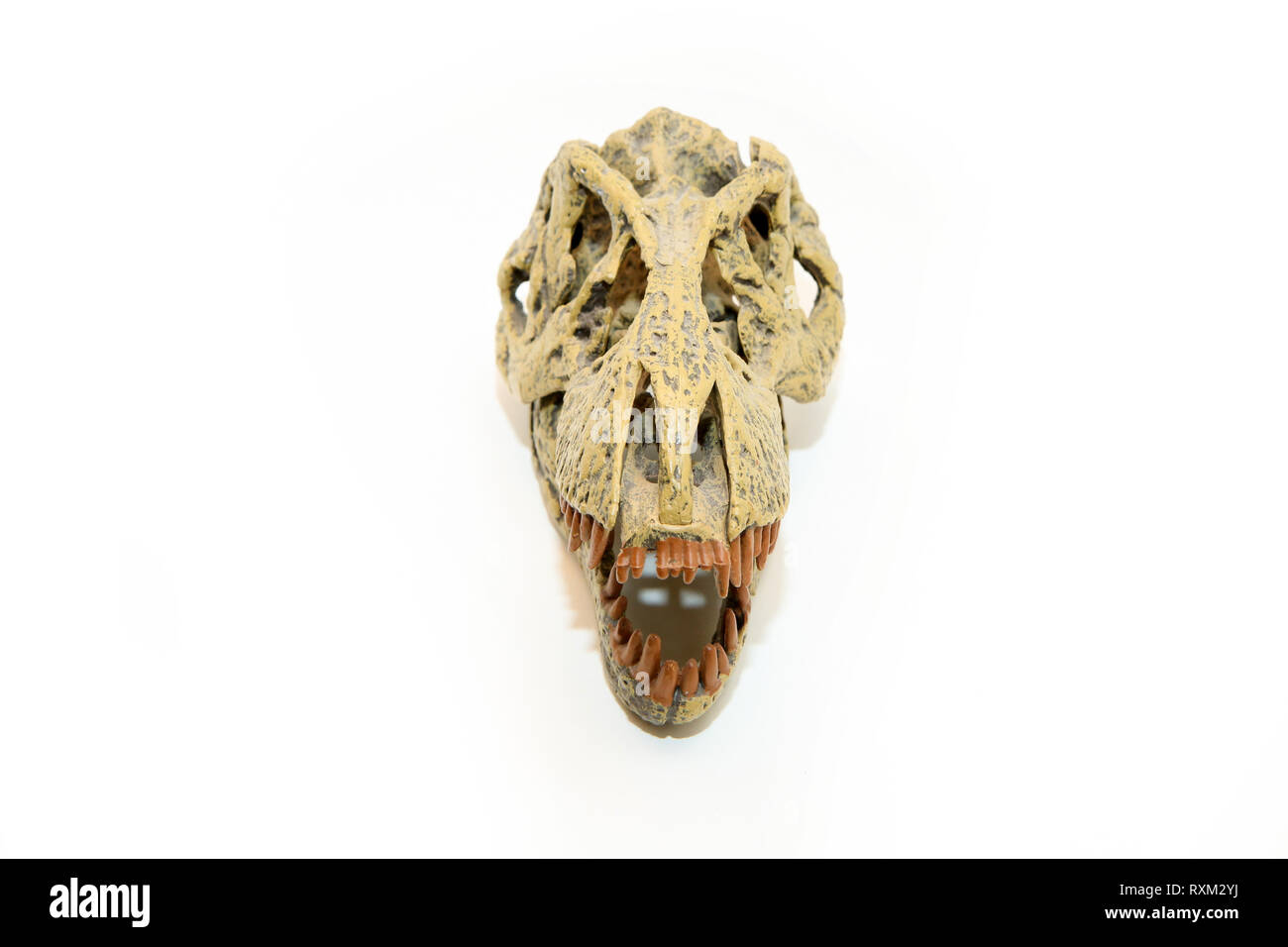 Eine gefälschte Schädel eines prähistorischen Tieres, der Tyrannosaurus Rex. Spielzeug, aber realistisch. Auf weissem Hintergrund. Stockfoto