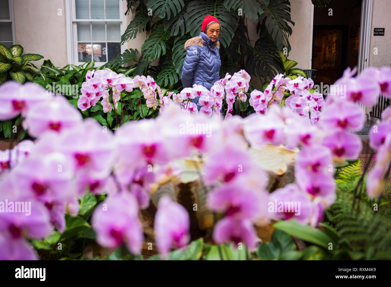 Orchid Extravaganza in Longwood Gardens, Kennett Square, Pennsylvania, USA, 3. März 2019. Stockfoto