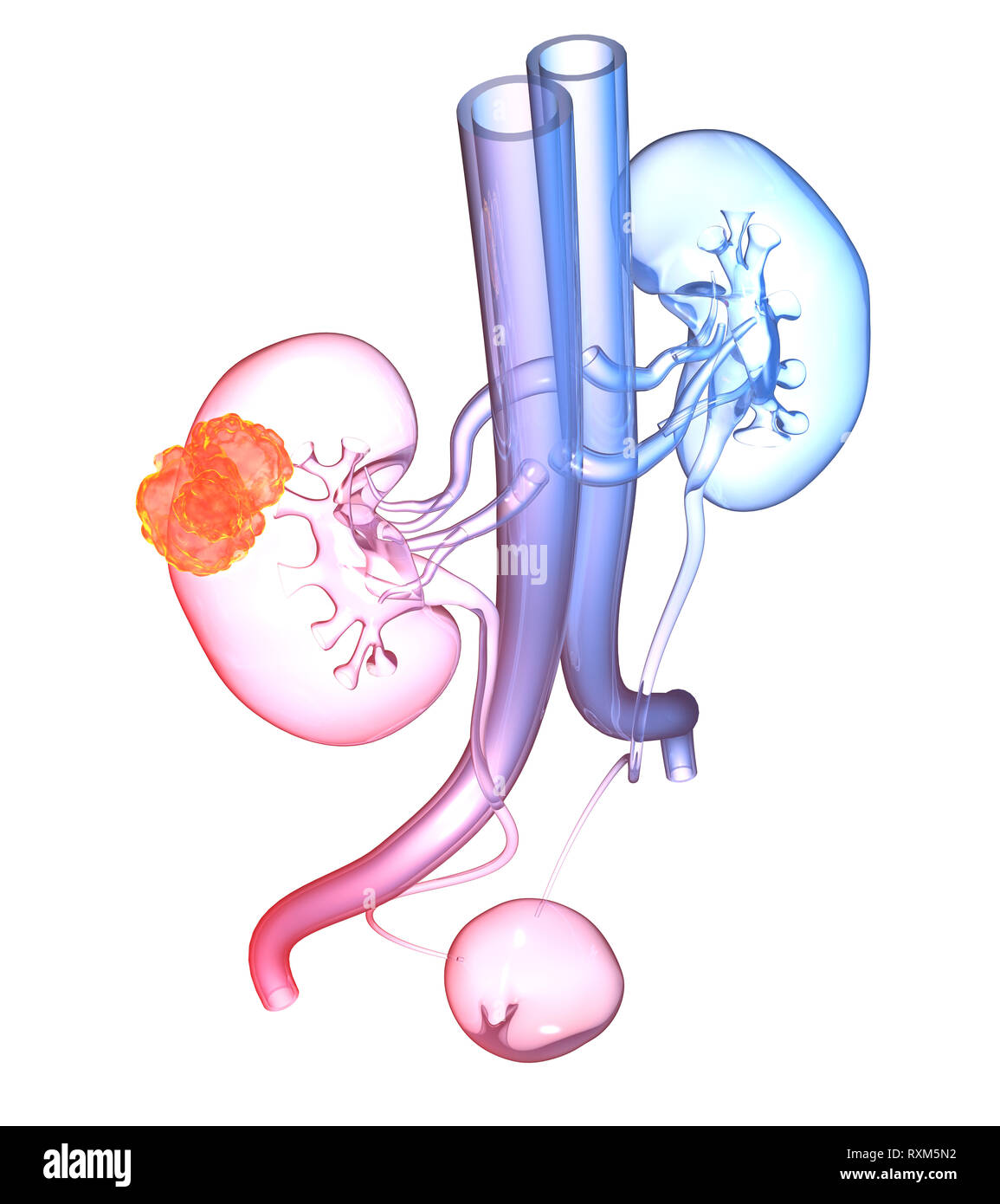 Harnwege einer Frau mit Nieren, Nebennieren, Arterien, Venen, Harnleiter und Harnblase, Stockfoto
