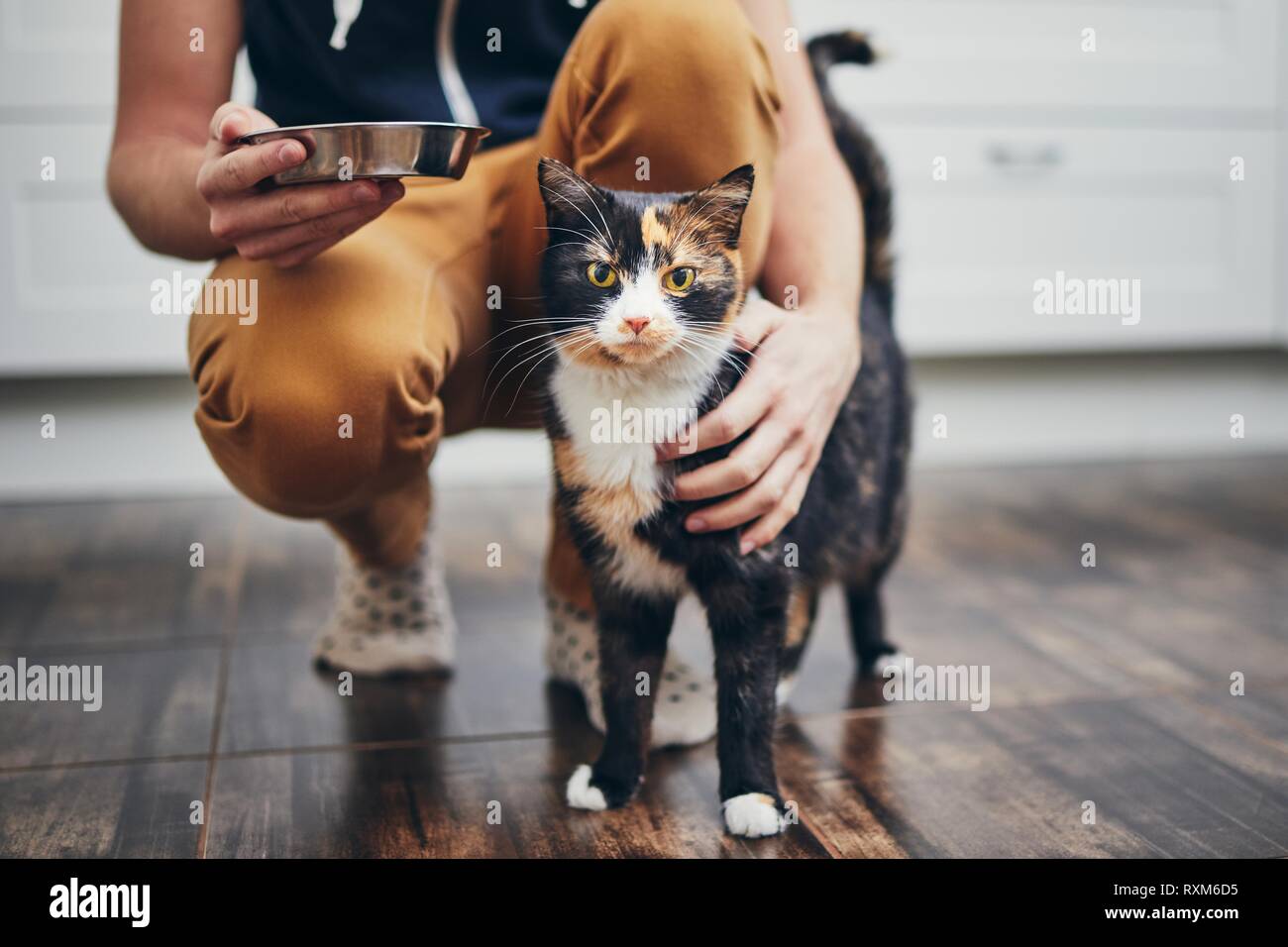 Das häusliche Leben mit Haustier. Mann hält Schüssel mit Fütterung für seine Katze. Stockfoto
