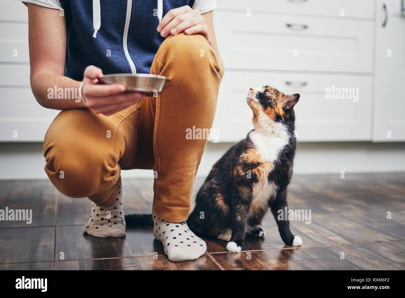 Das häusliche Leben mit Haustier. Mann hält Schüssel mit Fütterung für seine hungrige Katze. Stockfoto
