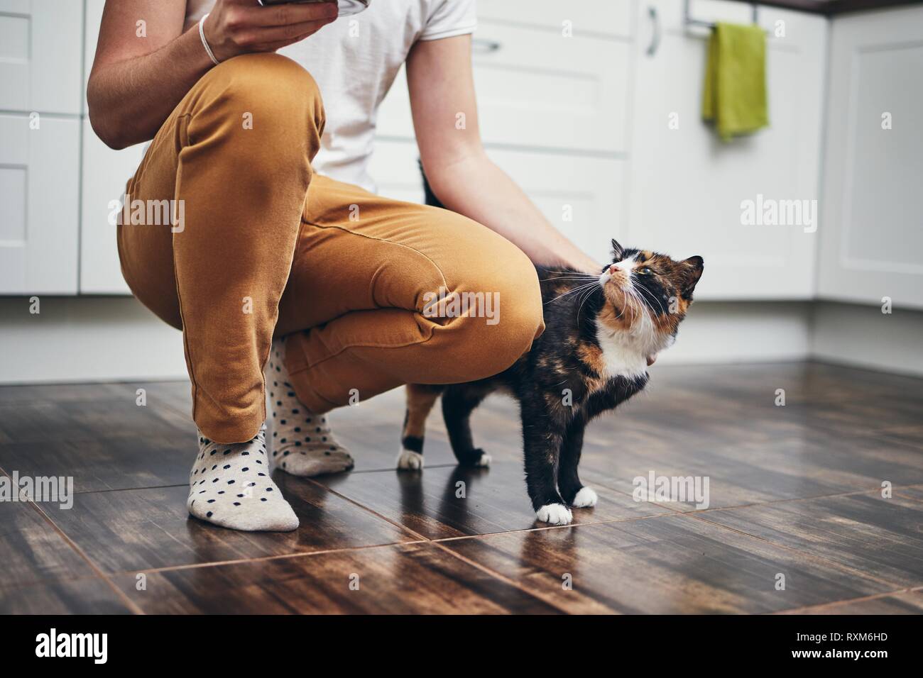 Das häusliche Leben mit Haustier. Cat willkommen sein Besitzer (junger Mann) zu Hause. Stockfoto