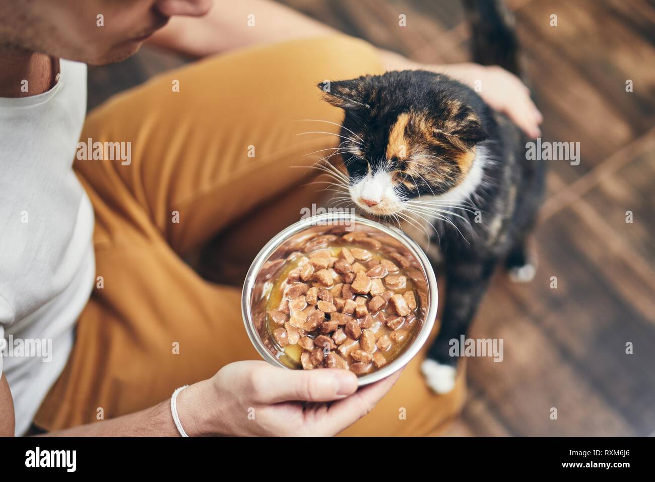 Das häusliche Leben mit Haustier. Mann hält Schüssel mit Fütterung für seine hungrige Katze. Stockfoto