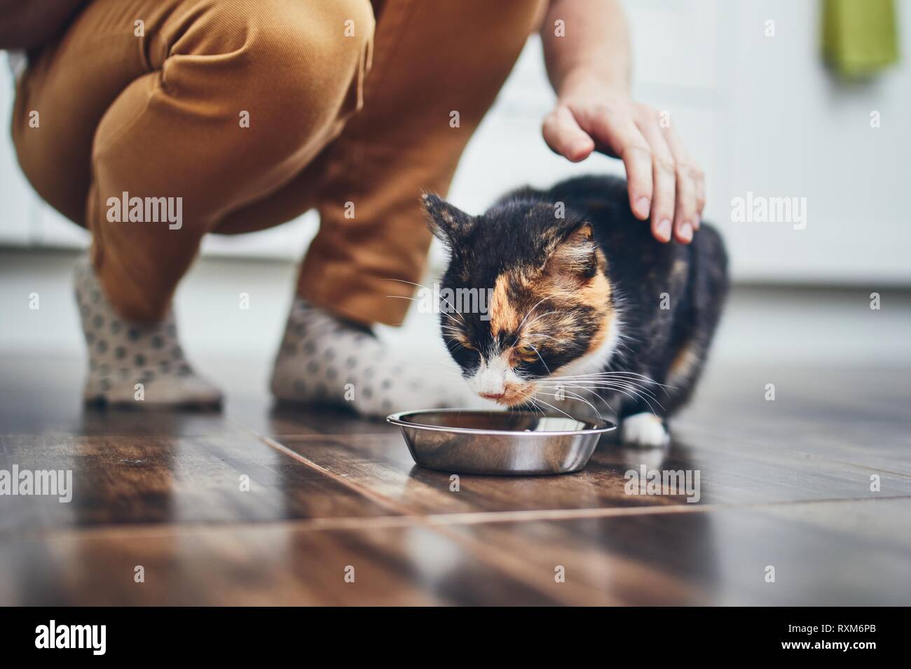 Das häusliche Leben mit Haustier. Süße Katze Essen aus der Schüssel zu Hause Küche. Stockfoto