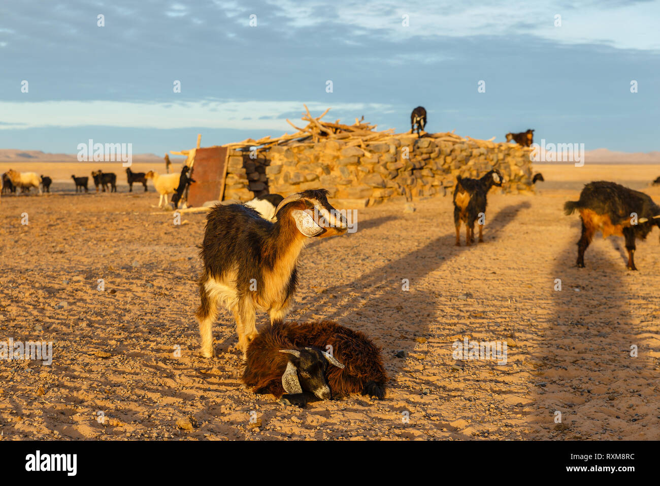 Ziegen in der Nähe von Berber Haus in der Wüste Sahara bei Sonnenaufgang, Marokko Stockfoto