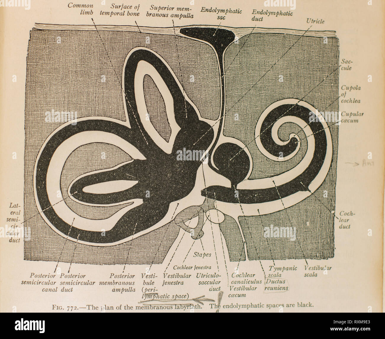 Anatomie des menschlichen Ohres Stockfotografie - Alamy